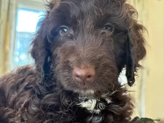 Cockapoo dogs Most Beautiful litter F1 Cockapoo puppies - Advert 17