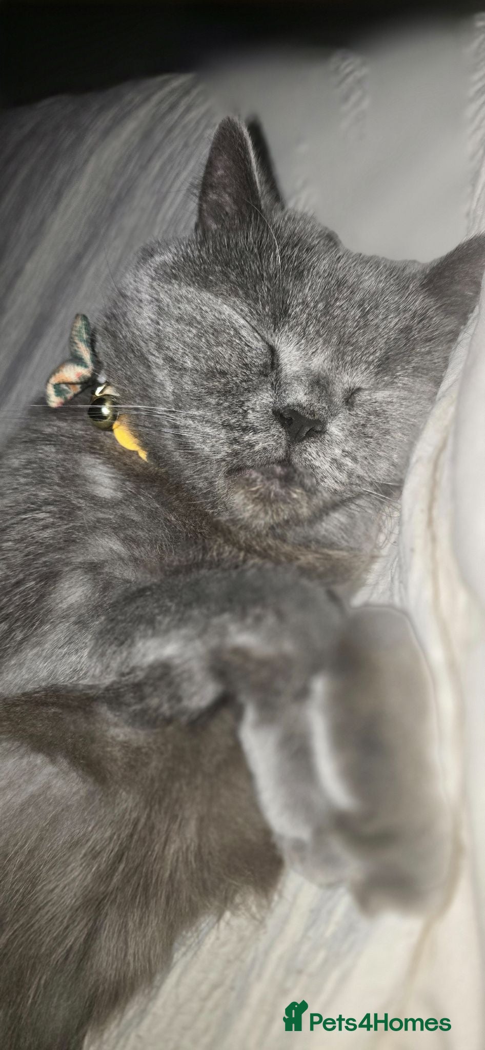British Shorthair cats British blue short hair - Advert 1