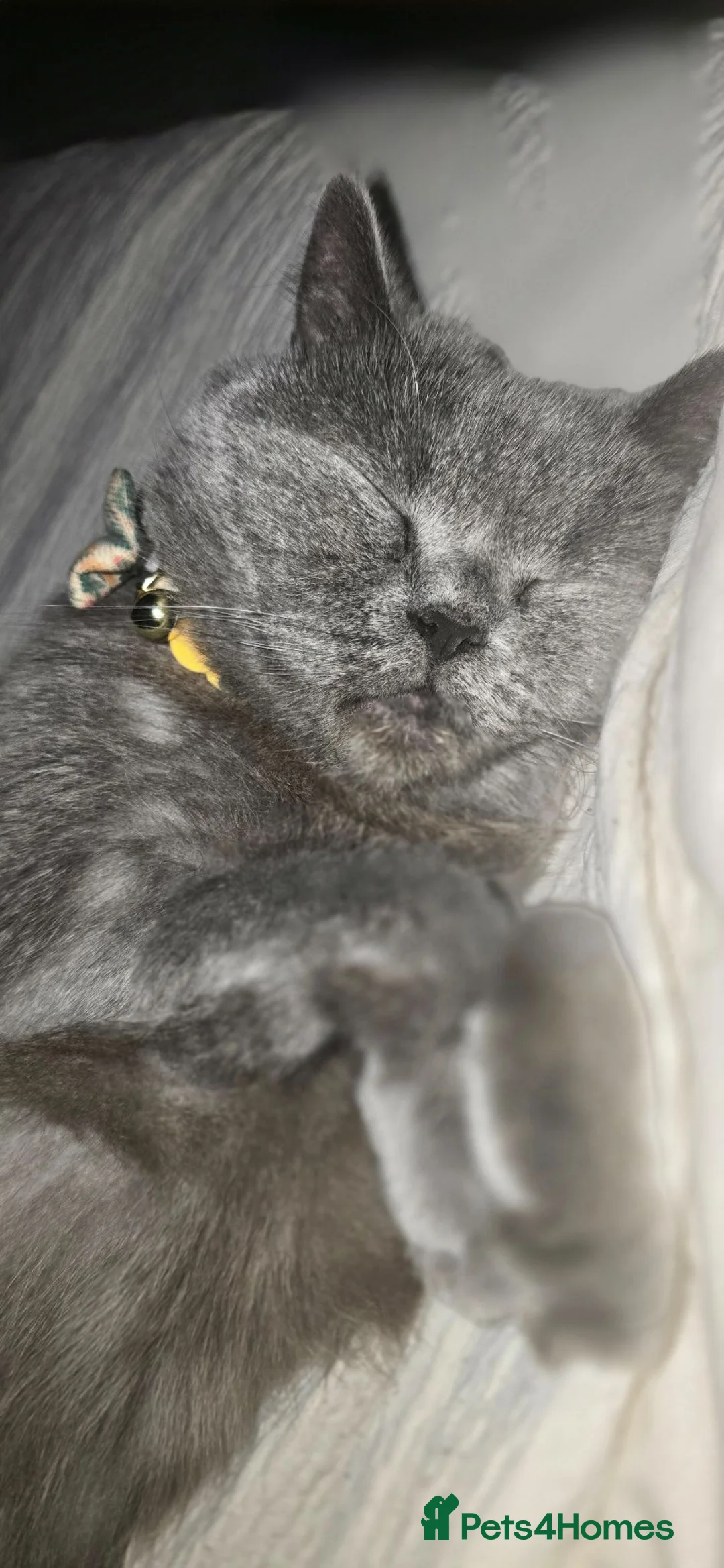 British Shorthair cats for sale: British blue short hair in Warrington - Advert 1