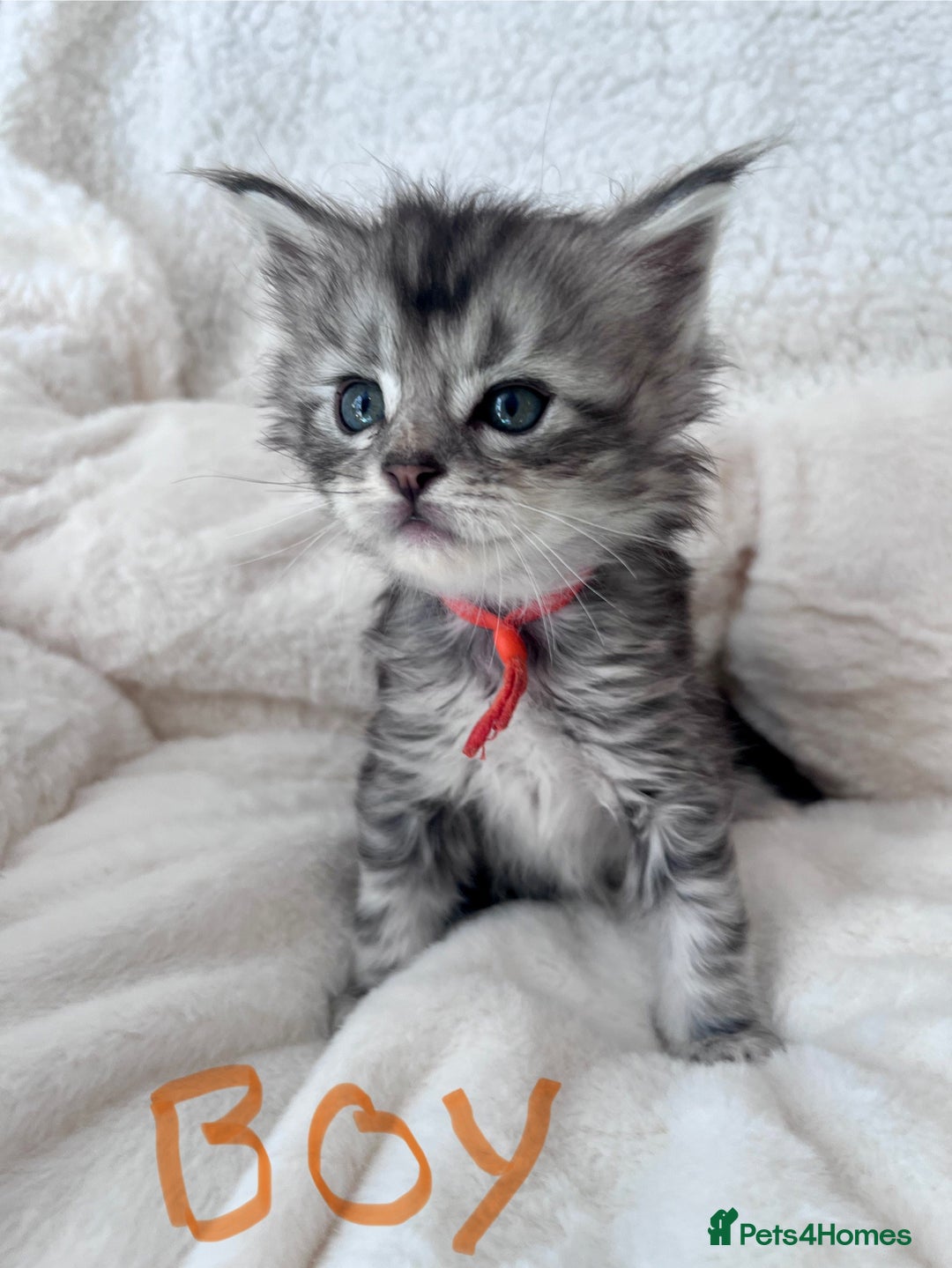 Maine Coon cats for sale: Maine coon kitten  - Image 14