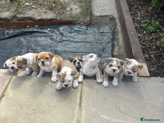 English Bulldog dogs STUNNING KC REG CHUNKY BULLDOG PUPPIES! 🤎 - Advert 1