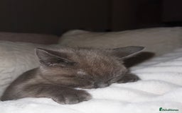 British Shorthair cats for sale: British short hair female cat - Image 2