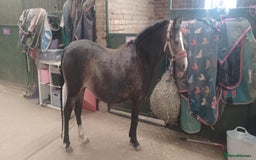 Welsh Section A horses for sale: Welsh Section A Mare Lead Rein pony - Image 1