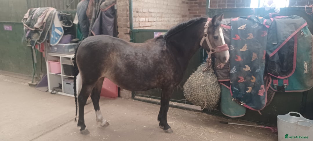 Welsh Section A horses for sale: Welsh Section A Mare Lead Rein pony - Image 1