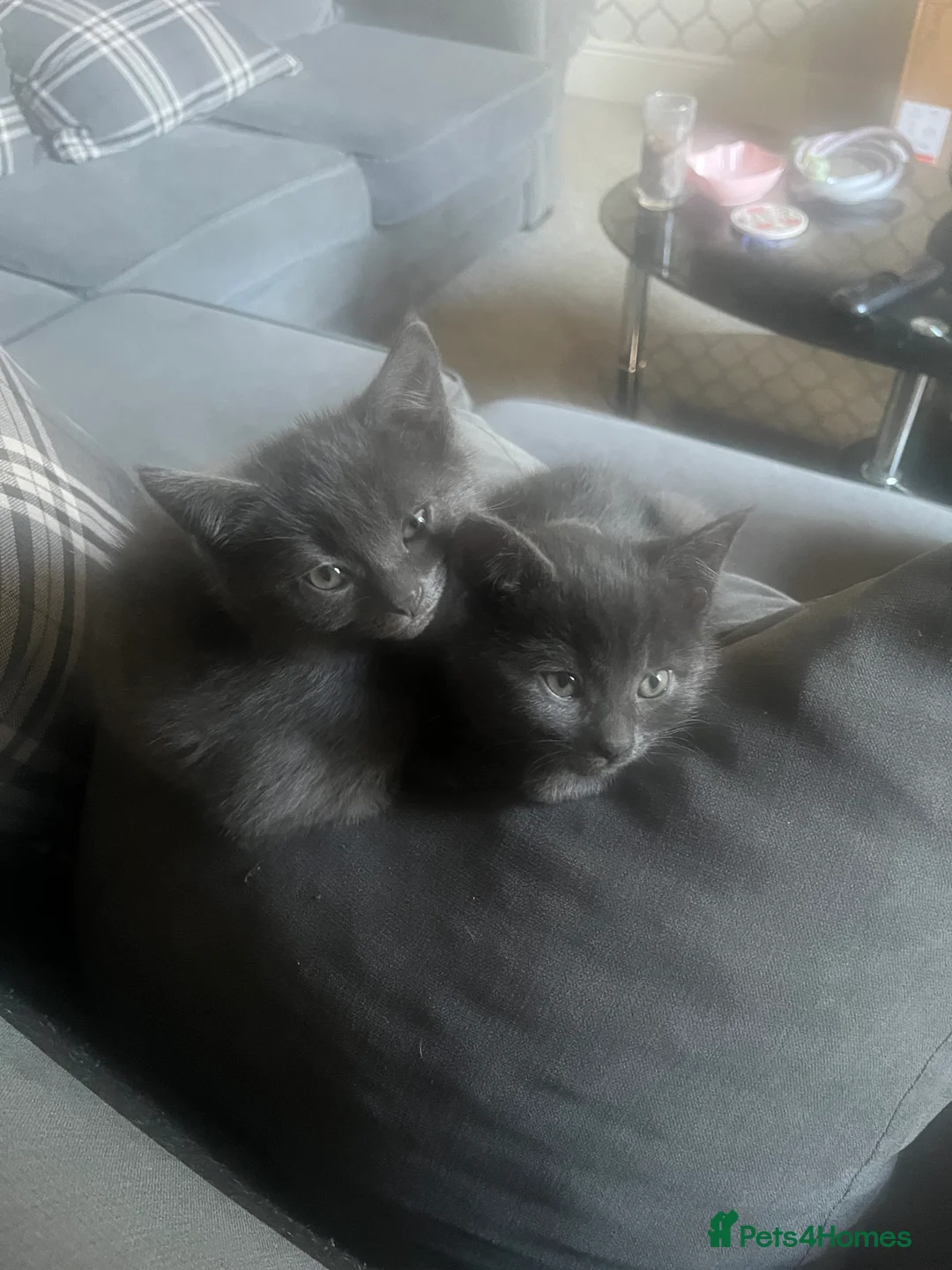 Mixed Breed cats for sale: 2 Grey kittens - Advert 9