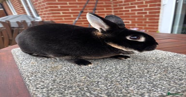 Rex rabbits - Advert 6