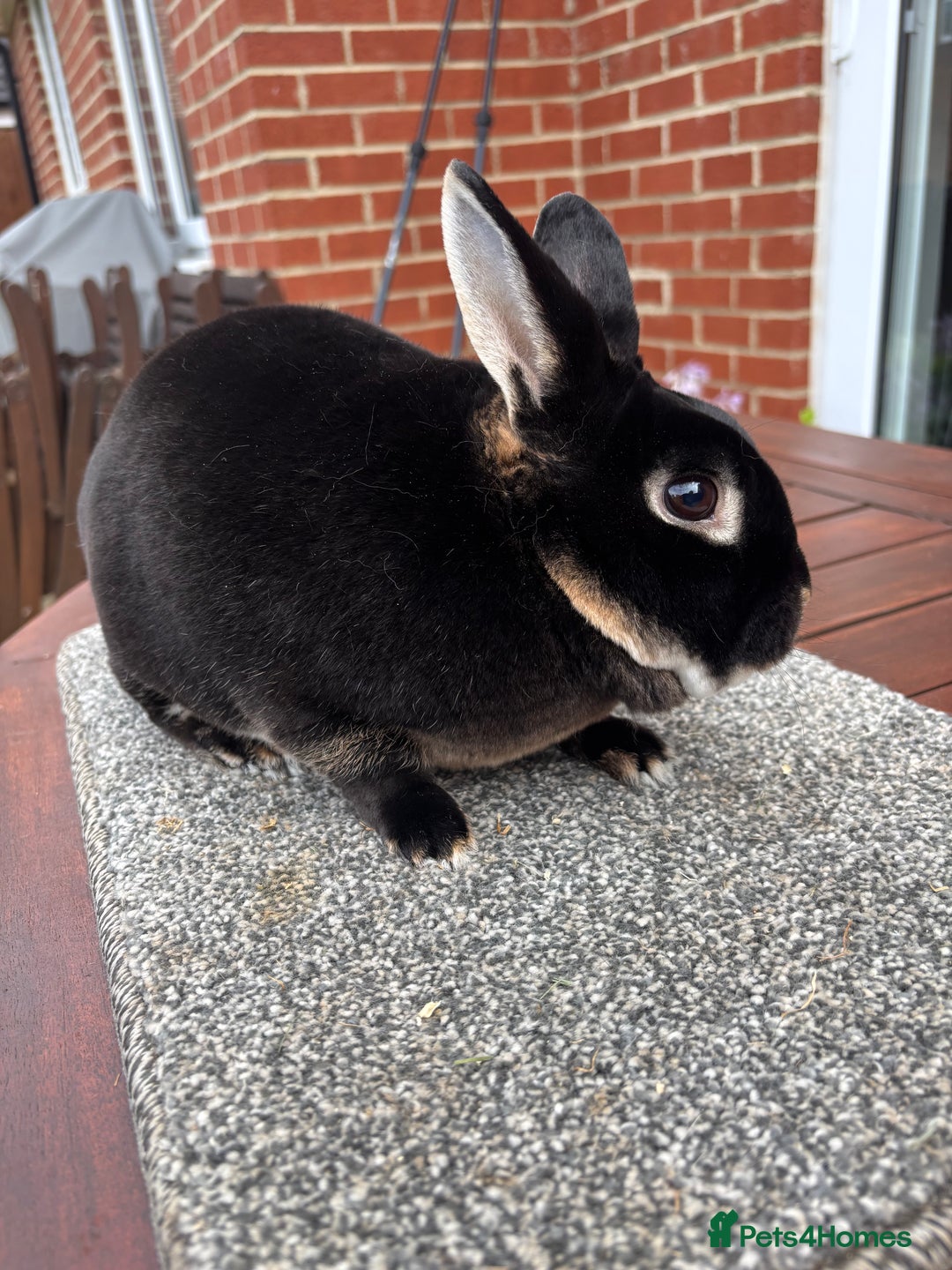 Rex rabbits for sale: Stunning Purebred Black Otter mini rex doe/buck - Image 3
