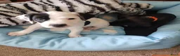 Mixed Breed dogs for sale: 2 Terrier x  Cocker spaniel pups. in Eastbourne - Advert 4