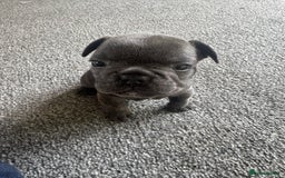 French Bulldog dogs for sale: French bulldog puppies, 4 girls and 3 boys - Image 6