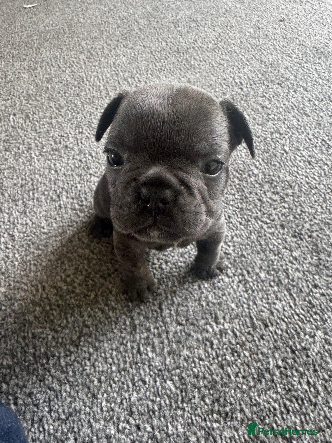 French Bulldog dogs for sale: French bulldog puppies, 4 girls and 3 boys - Image 6