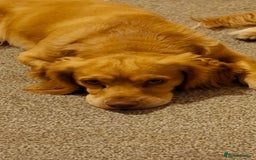 Cocker Spaniel dogs for sale: Cocker spaniel Boy age 1 - Image 2