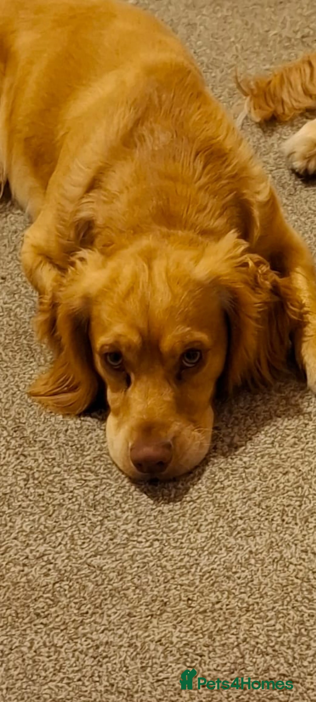 Cocker Spaniel dogs for sale: Cocker spaniel Boy age 1 - Image 2