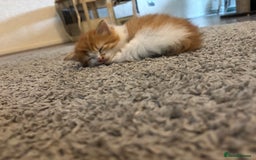 Domestic Shorthair cats for sale: Beautiful kittens  - Image 6