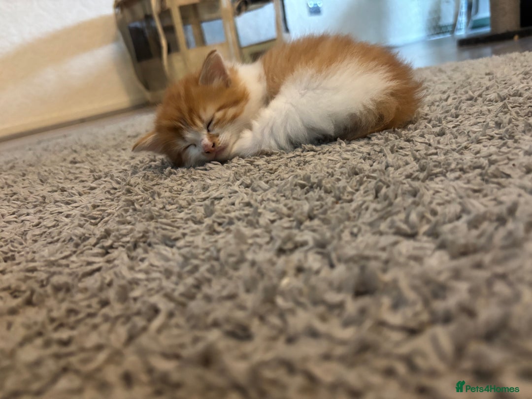 Domestic Shorthair cats for sale: Beautiful kittens  - Image 6