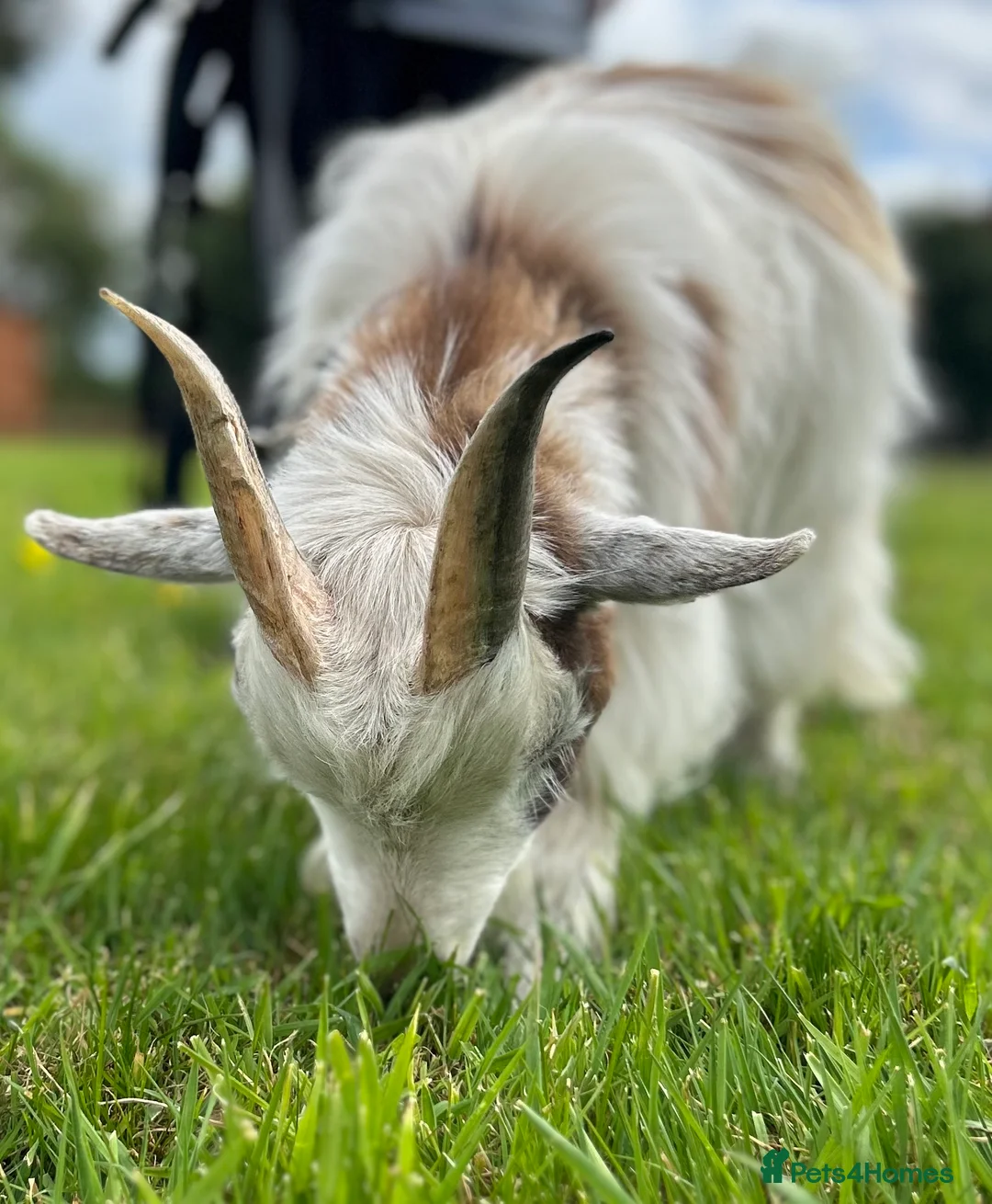 Goats livestock for sale: Two adorable castrated Pygmy goats  - Advert 2
