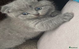 Scottish Fold cats for sale: Gorgeous Scottish Kittens - Image 8