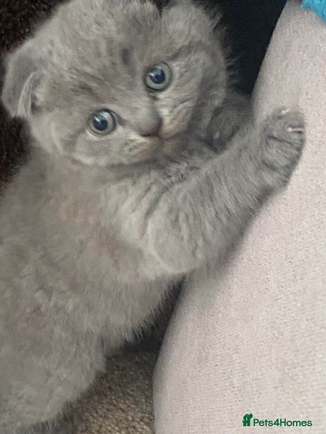Scottish Fold cats for sale: Gorgeous Scottish Kittens - Image 8