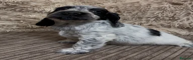 Black roan cocker spaniel boy 