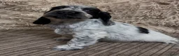 Cocker Spaniel dogs for sale: Gorgeous show type cocker spaniel puppies - Advert 20
