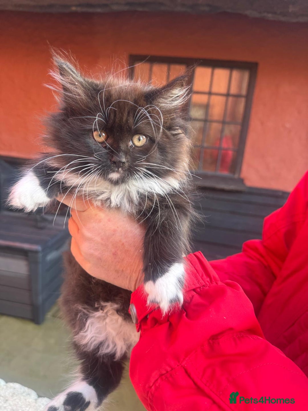 Mixed Breed cats for sale: Adorable kittens looking for home - Advert 4