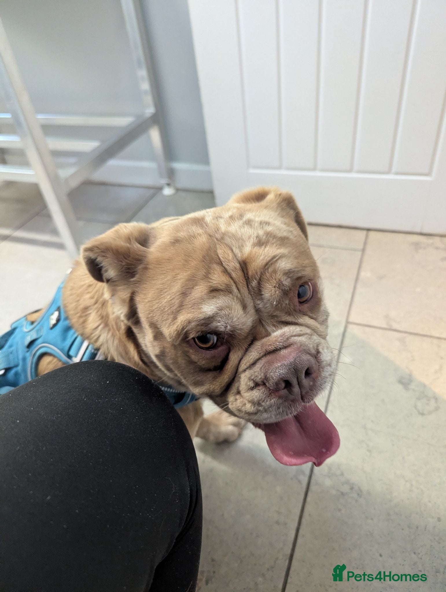 Mixed Breed dogs Beautiful old-tym English bulldog - Advert 1
