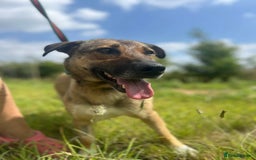 Mixed Breed dogs for adoption: Bella - Norwich Norfolk  - Image 2