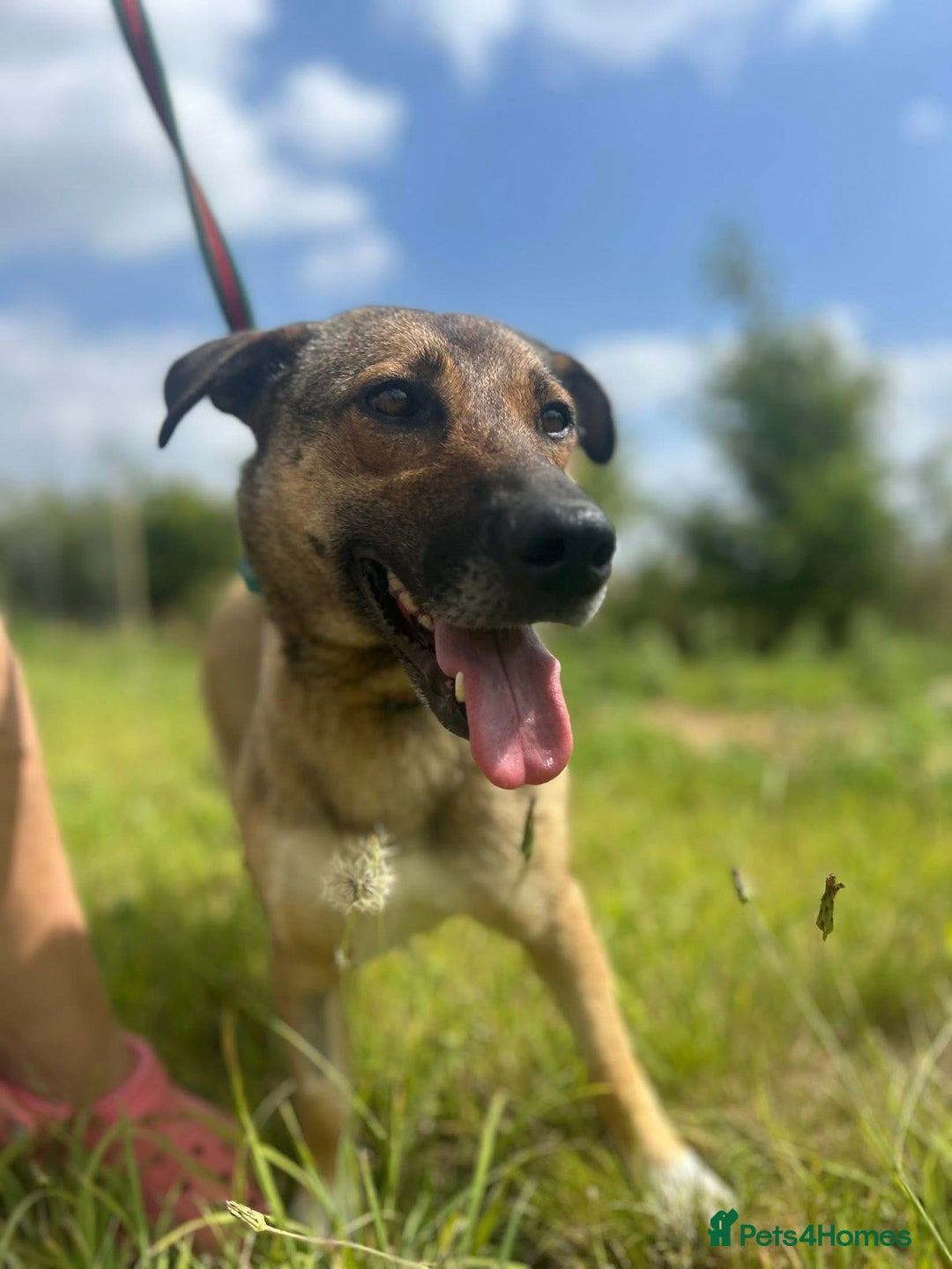 Mixed Breed dogs for adoption: Bella - Norwich Norfolk  - Image 2