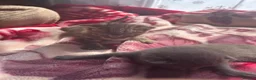 Mixed Breed cats for sale: Stunning kittens  - Advert 5