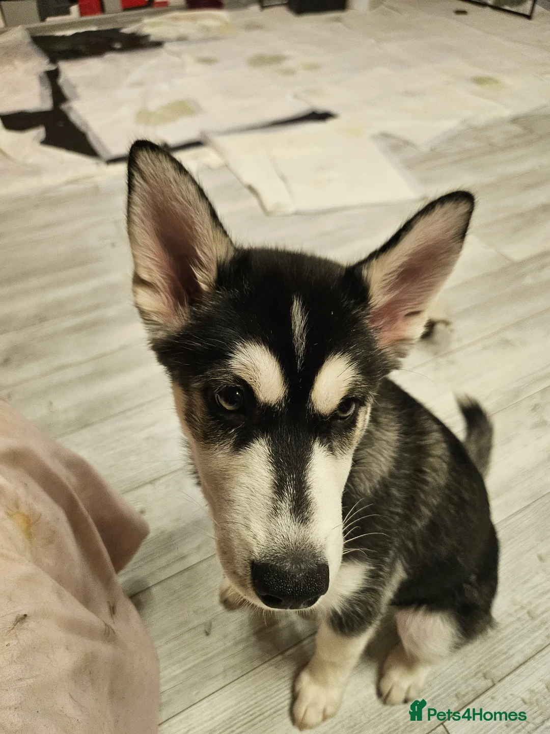 Siberian Husky dogs for sale: Girls  - Advert 8
