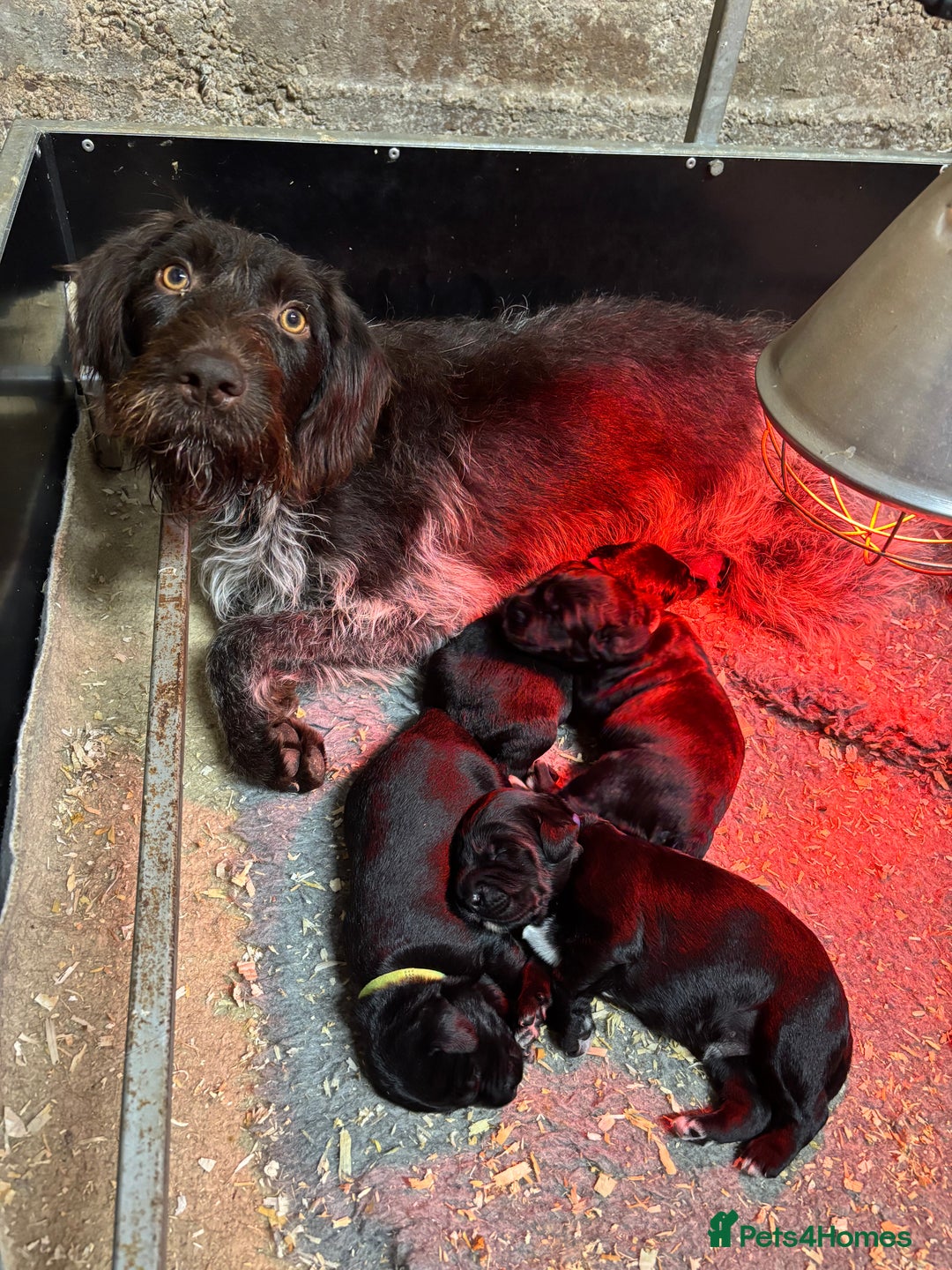 Mixed Breed dogs for sale: Pointer x Labrador puppies - Image 10