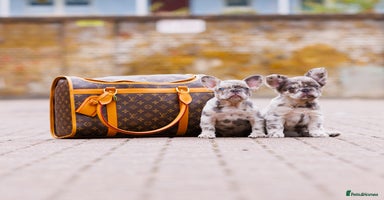French Bulldog dogs - Advert 9