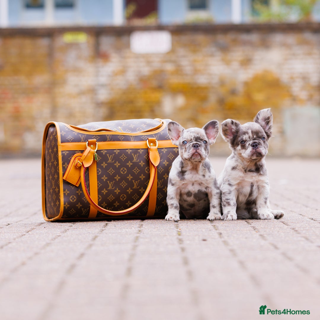 French Bulldog dogs for sale: Top girls ready to leave  - Image 5