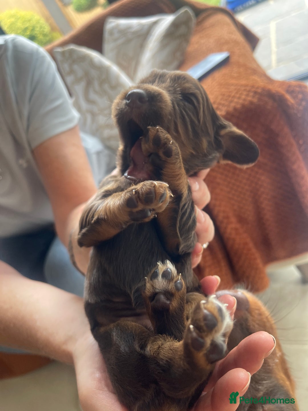 Cocker Spaniel dogs for sale:  KC Registered Working Cocker Spaniel Puppies - Image 30