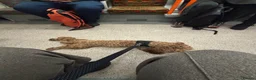 Mixed Breed dogs for sale: Rehoming 2 beautiful dogs  in London - Advert 27
