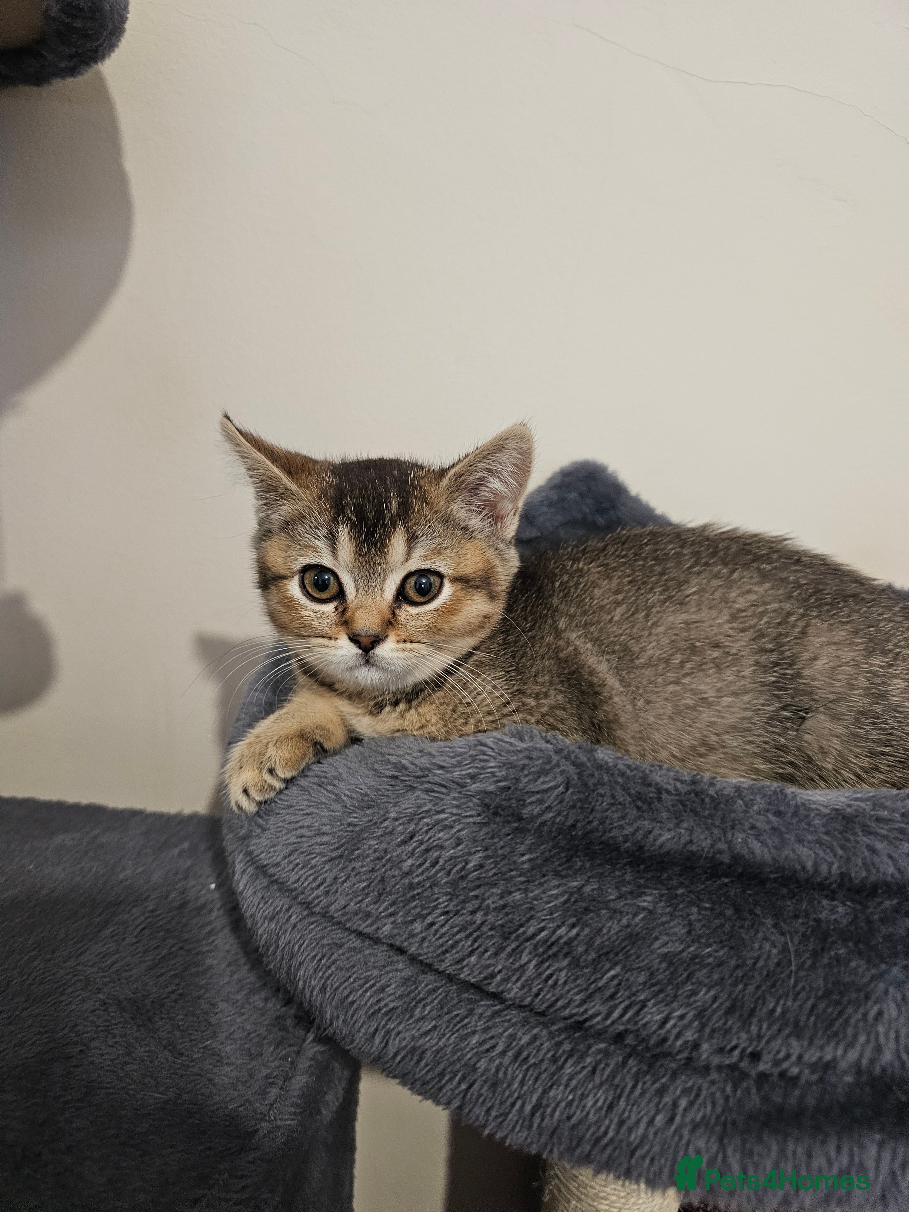 British Shorthair cats Browney - Advert 2