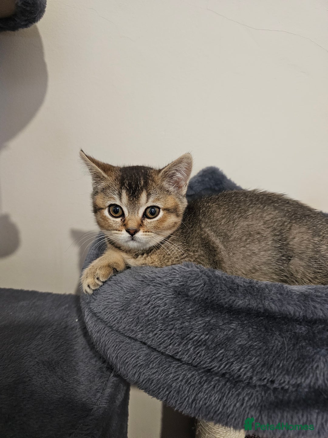 British Shorthair cats for sale: Browney - Advert 1