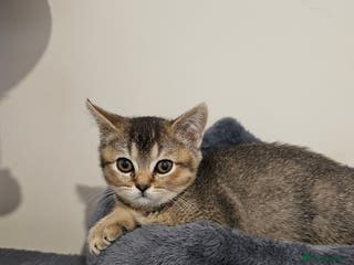 British Shorthair cats Browney - Advert 2