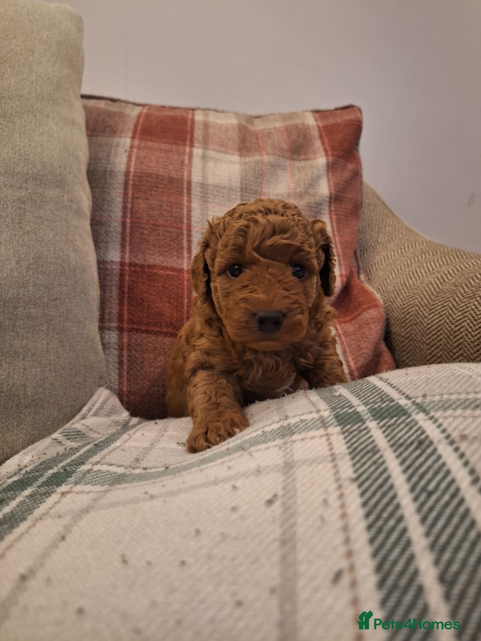 Cavapoo dogs Stunning cavapoo puppy - Advert 1
