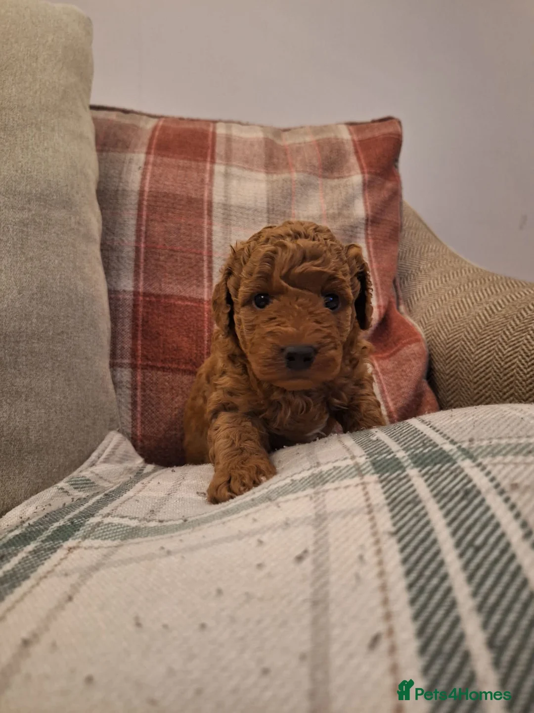 Cavapoo dogs for sale: Stunning cavapoo puppy - Advert 1