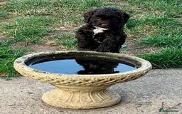 Cockapoo dogs for sale: Stunning Cockapoo female puppy for sale - Image 1