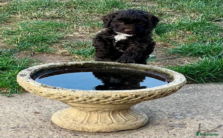 Cockapoo dogs - Advert 4