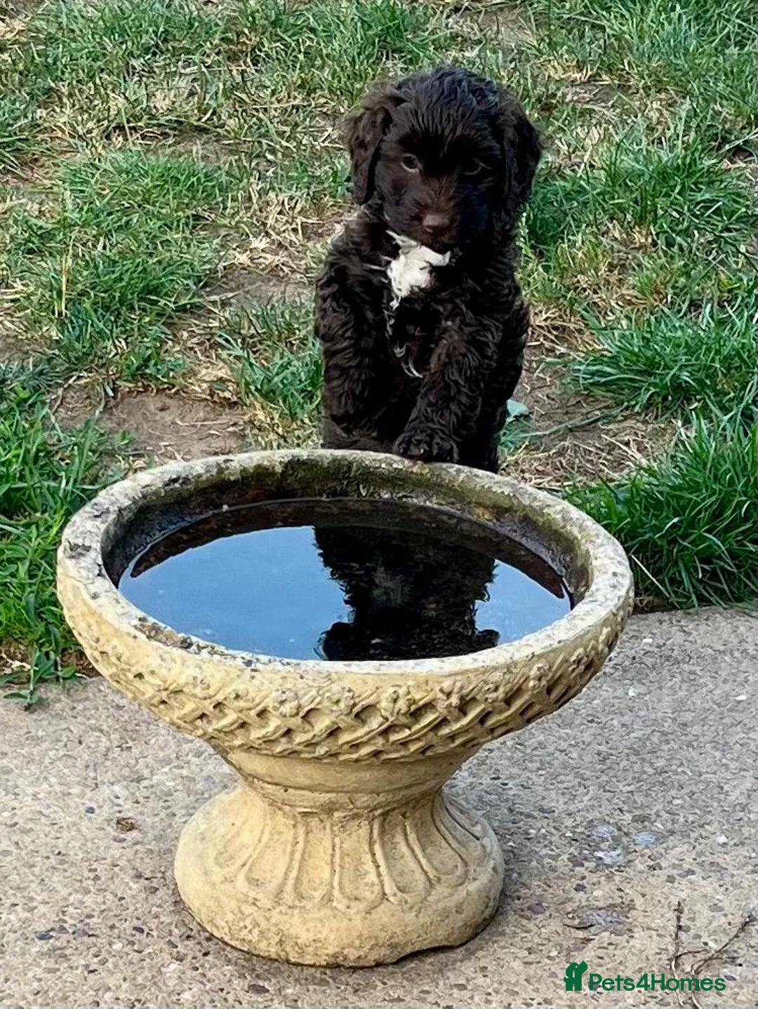 Cockapoo dogs for sale: Stunning Cockapoo female puppy for sale - Image 1