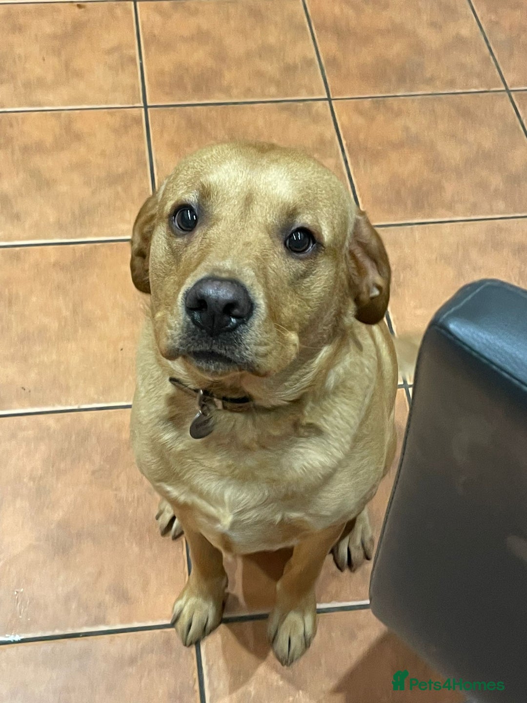 Labrador Retriever dogs for sale: Friendly Labrador needs loving home  - Advert 1