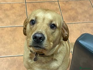 Labrador Retriever dogs Friendly Labrador needs loving home - Advert 1