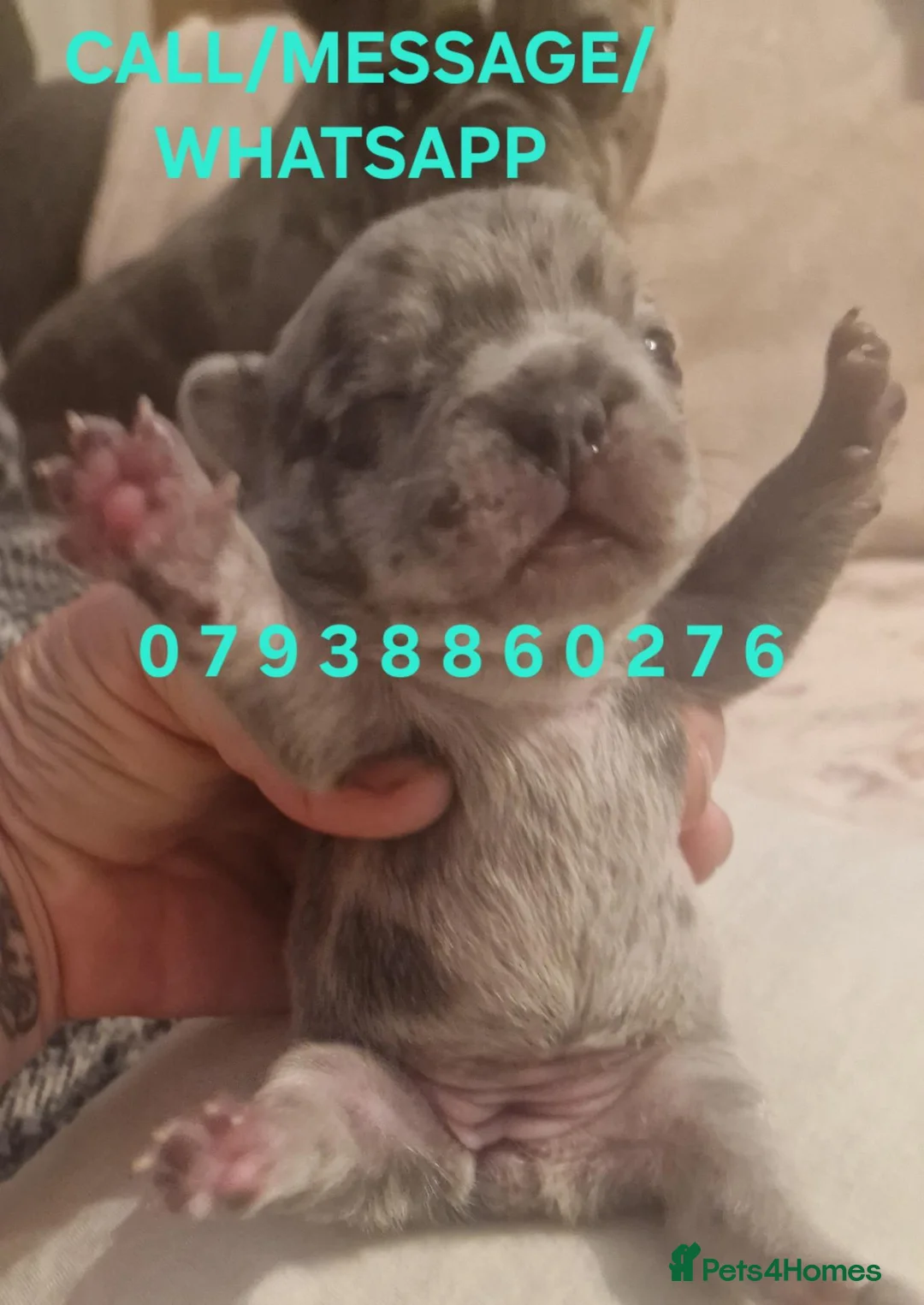 French Bulldog dogs for sale: PEDIGREE FRENCH BULLDOG PUPPIES. in Wolverhampton - Advert 39