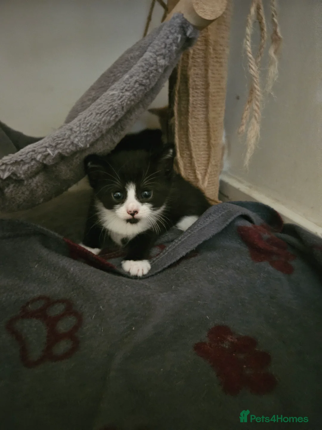 British Shorthair cats for sale: 3 beautiful kittens  - Advert 2