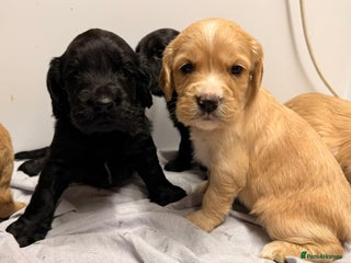 Cocker Spaniel dogs for sale: Beautiful DNA tested cocker spaniel puppies - Advert 1