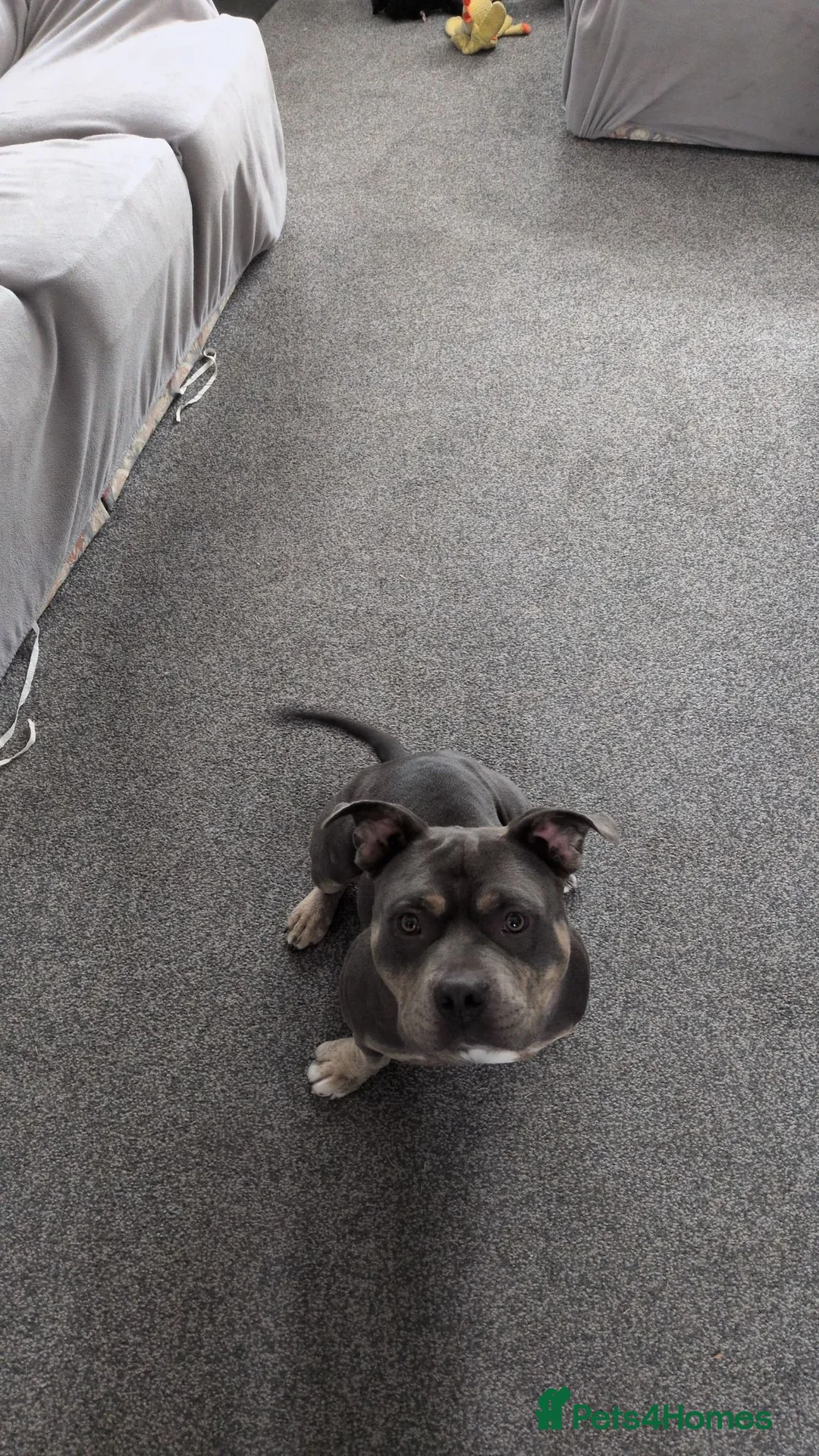 Mixed Breed dogs for sale: Pocket Bully in Hull - Advert 2