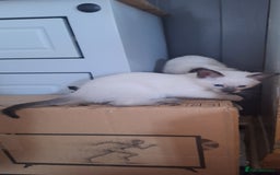 Siamese cats for sale: Beautiful Lilac and chocolate point Siamese  - Image 5