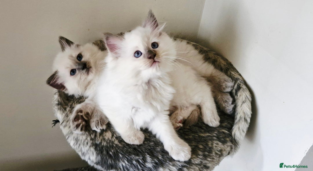 Ragdoll cats for sale: 🐾Last  Girl - Genetically clear 🐾 - Image 17